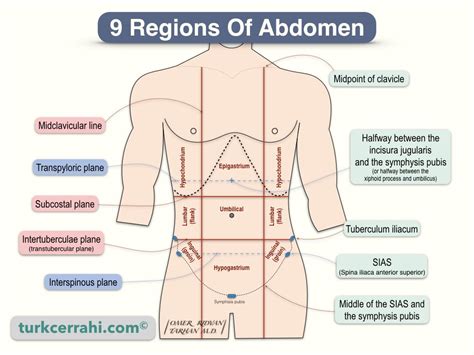 Quadrants and Regions of Abdomen | turkcerrahi.com/en