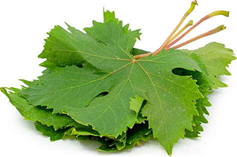 Grape leaves - Alchetron, The Free Social Encyclopedia