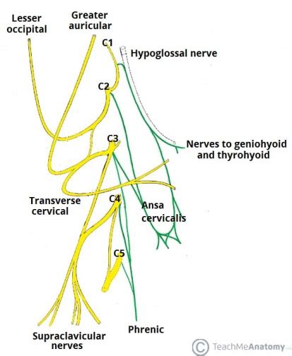 Phrenic Nerve - Physiopedia