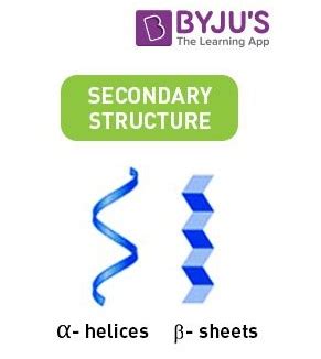 Alpha-Helix and Beta-Sheet - Introduction, Types and Differences ...