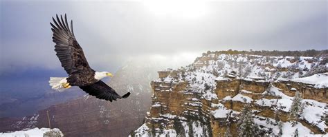 Animals & Wildlife at Grand Canyon | Visitor Center