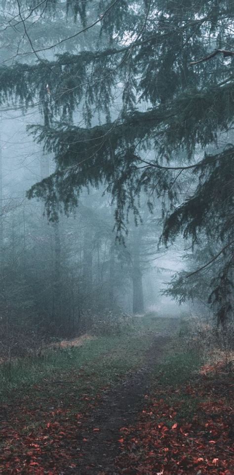 Foggy Autumn Forest : r/FoggyPics