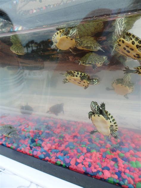 Red eared slider tank setup – Artofit