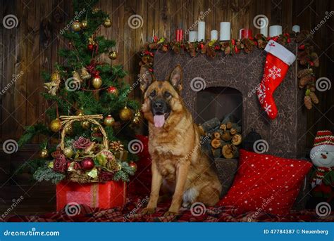 German Shepherd Dog For Christmas Stock Photo - Image: 47784387