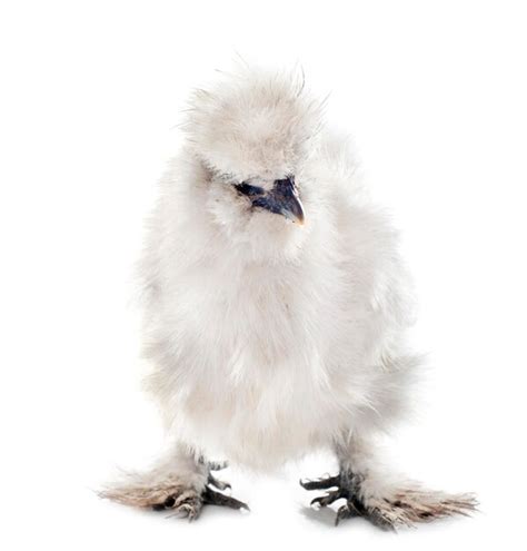 Premium Photo | White silkie chicken