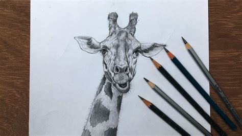 Animal Shading Drawing