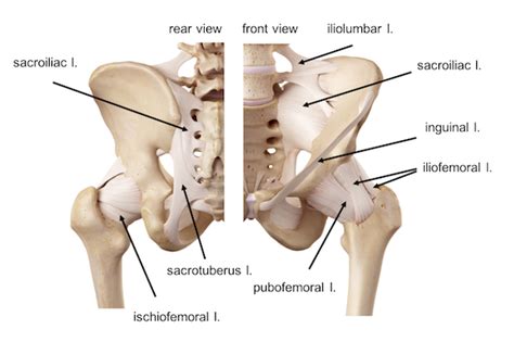 Left Hip Muscles Anatomy - Back Muscles | Мышечная система, Анатомия ...