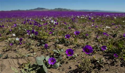 Atacama Desert Flower Bloom 2017 | Best Flower Site