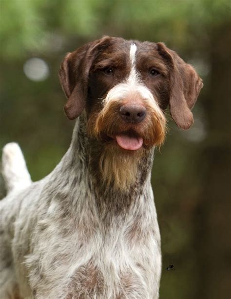 22 best ideas about German Wirehaired Pointer on Pinterest | Cute puppy ...