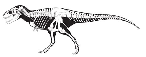 Nation's T. rex: Skeleton | Smithsonian Institution