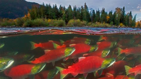 Bing HD Wallpaper Sep 5, 2018: Salmon migration in full swing - Bing ...