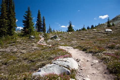 Whistler Alpine Hikes - High Note Trail | Vancouver Trails