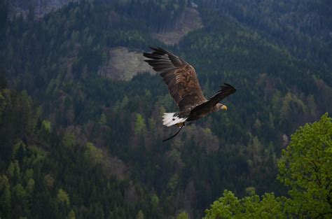 Brown and Black Flying Hawk · Free Stock Photo