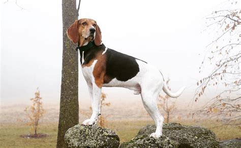 Do Treeing Walker Coonhounds Point? How Do They Hunt?