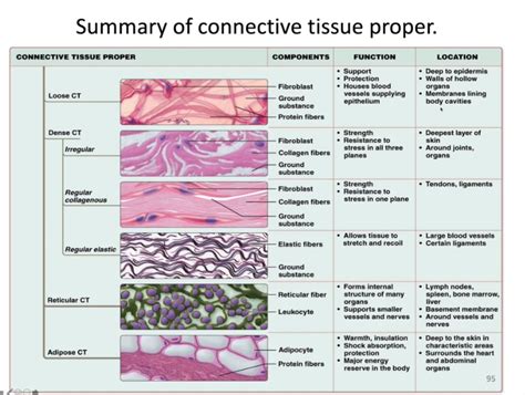 12 Types Of Connective Tissue