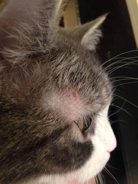 strange rash on cat | TheCatSite