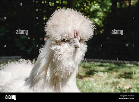 White Silkie Pet Chicken Stock Photo - Alamy