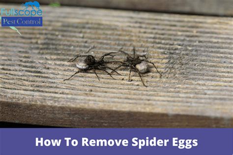 How To Remove Spider Eggs