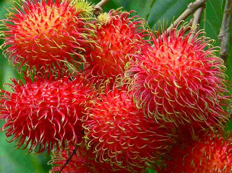 Cara Merawat Pohon Rambutan Agar Berbuah Lebat di Pekarangan Rumah ...