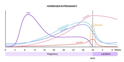 Premium Vector | Levels of hormones in pregnancy hcg prolactin cortisol ...