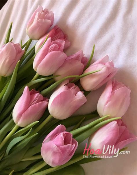 Hoa tulip hồng - Hoa của sự hạnh phúc | Hoa Tươi Quận 3