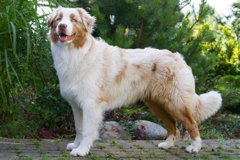 Red Merle Australian Shepherd: Info, Pictures, Facts & Traits | Hepper