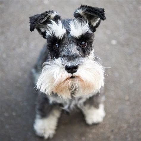 The Schnauzer Dog Breed: One Name, Three Different Breeds | The Pets ...