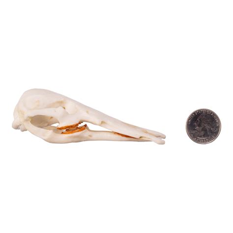 Replica Platypus Skull - Male — Skulls Unlimited International, Inc.