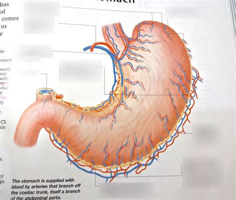 blood supply of the stomach Diagram | Quizlet