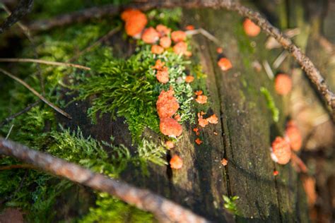 orange fungus on old wood in forest ~ Nature Photos ~ Creative Market