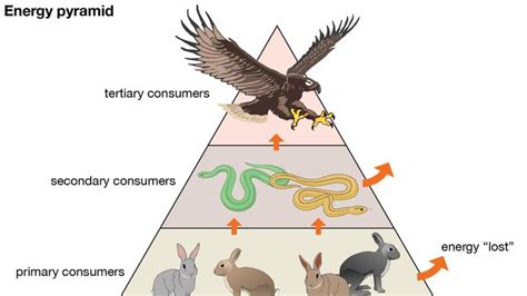 Trophic cascade | Definition, Importance, & Examples | Britannica