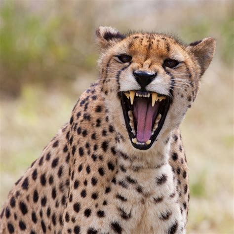 Marvelously Staggering Facts About the Cheetah