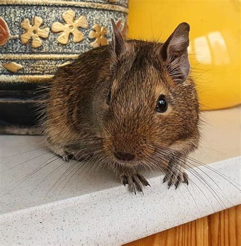 10 Best Small Rodents to Keep as Pets | Page 2 of 2 | PetPress