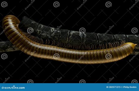 Millipede Asia on Burnt Mango Tree Looking for Food Branch after Rip ...