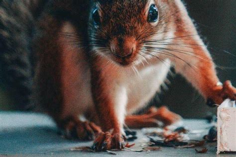 Squirrels Climbing Trees: How Do Squirrels Climb?