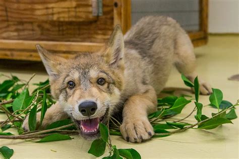 White Wolf : Playful wolf pup makes debut at San Diego Wildlife Center ...