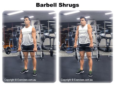 Barbell Shrugs