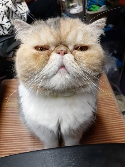 Exotic Shorthair Cat Breed : A Complete guide here