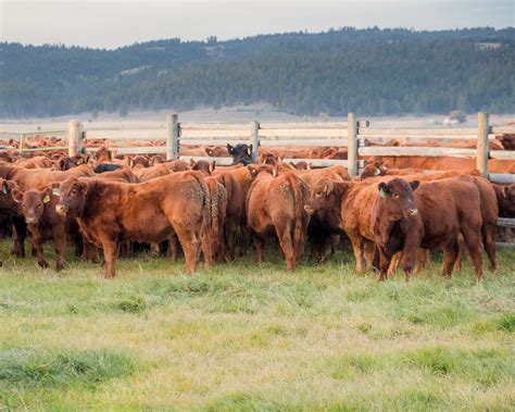 Red Angus Cattle - Meyer Company Ranch