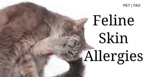 Cat Skin Allergies: How to Identify and Treat Symptoms | Cat skin, Cat ...