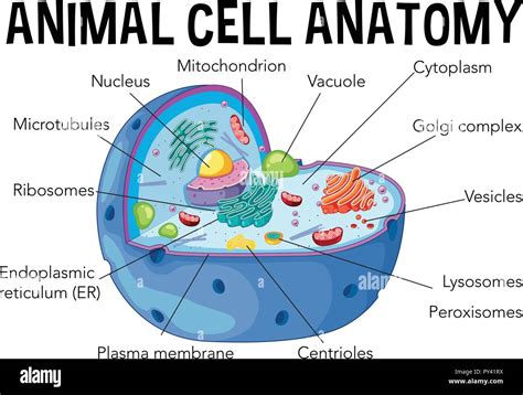 Animal Cells Drawing : Animal Cell Diagram Stock Illustration Download ...