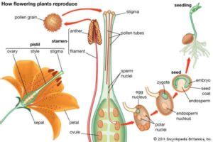 Sexual reproduction in Plants and Animals: Stages, Examples, Videos etc