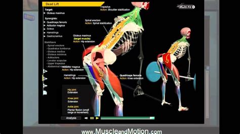 Deadlift Anatomy | Deadlift, Bodybuilding training, Conditioning workouts