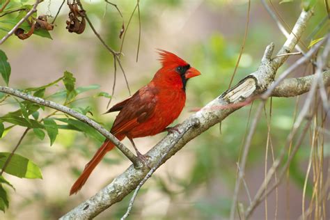 What Color Is A Female Cardinal Bird - Infoupdate.org