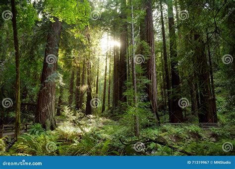 Hiking Trails through Giant Redwoods in Muir Forest Near San Francisco ...