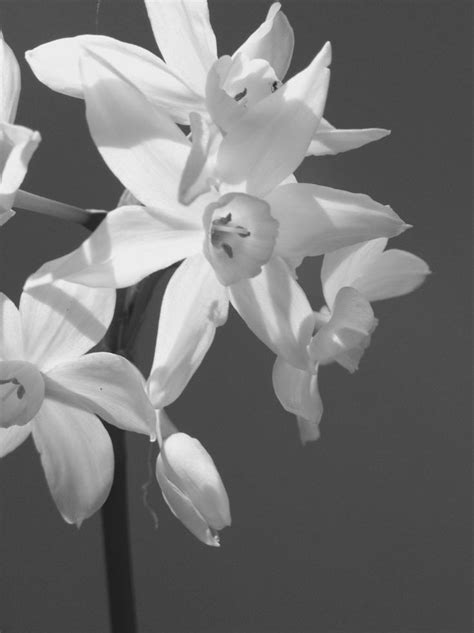 Narcissus | Narcissus, Plants, Garden