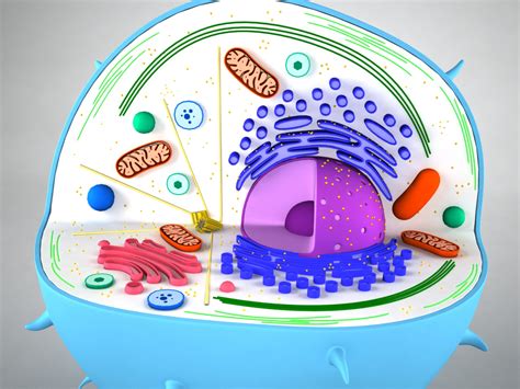 Easy Diagram Of An Animal Cell Animal Cell 3d Model Animal Cell ...