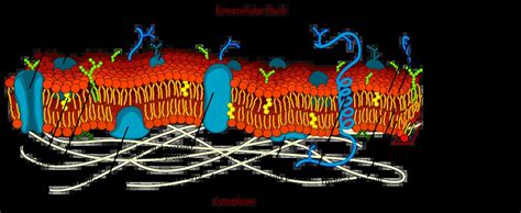 Fluid Mosaic Model of Plasma Membrane - Biology Notes Online