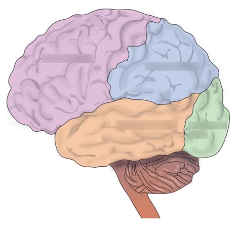 Brain Anatomy Lobes