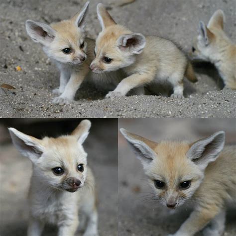 #Cute #Baby #Fennec #FoxesPhoto Credit: #BrettBartek #PalmBeachZoo# ...